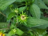 bud July 2021