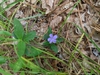 Wild form, flower, leaves