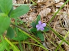 wild form July 2021 Cabarrus