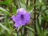 ruellia simplex 'Purple Showers' flower