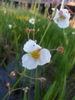 Male flowers
