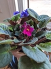 Two potted plants, one with blue flowers & the other red.