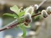 Salix chaenomeloides