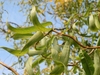 Curling leaves and branhes.