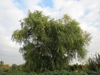 Tree with drooping branches.