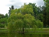 Salix babylonica