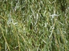 Salix babylonica