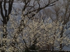 Salix caprea