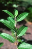 Salix chaenomeloides