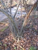 Salix nigra