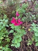 Bright red showy 2-lipped flowers