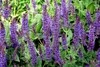 Erect spikes of purple-blue flowers.