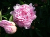 Fully double pink flowers