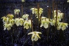 Sarracenia alata