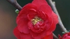 Double Take™ Chaenomeles speciosa 'Scarlet Storm'