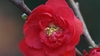 Closeup of a double deep red flower
