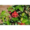 Double Take™ Chaenomeles speciosa 'Scarlet Storm'