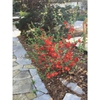 Double Take™ Chaenomeles speciosa 'Scarlet Storm'