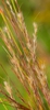 Schizachyrium scoparius