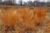 Schizachyrium scoparius