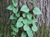Schizophragma hydrangeoides