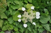 Schizophragma hydrangeoides