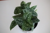 whole plant, Cabarrus County, NC