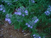 Flowers and form in spring in Moore County