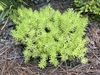 Form
