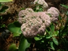 Sedum spectabile 'Autumn Joy' in the fall in Moore County