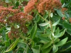 Sedum spectabile 'Autumn Joy' in the fall in Moore County