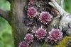 Form