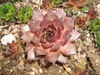 Sempervivum