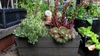 Sempervivum