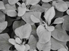 Senecio candicans 'Angel Wings' leaves