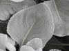 Senecio candicans 'Angel Wings' leaf close up