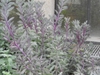 Senecio crassissimus form