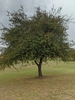 Form in Nov. in Texas