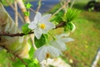 Flower Close-up Spring (Craven County, NC)