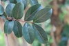 Lagerstroemia indica