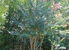 Lagerstroemia indica