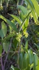 smilax laurifolia