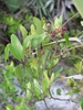 smilax laurifolia