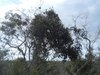 smilax laurifolia