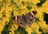 Solidago altissima