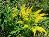 Solidago altissima