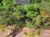 Solidago odora