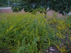 Solidago rugosa 'Fireworks' in the fall in Moore County