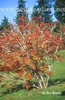 Sorbus commixta