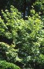 Sorbus commixta